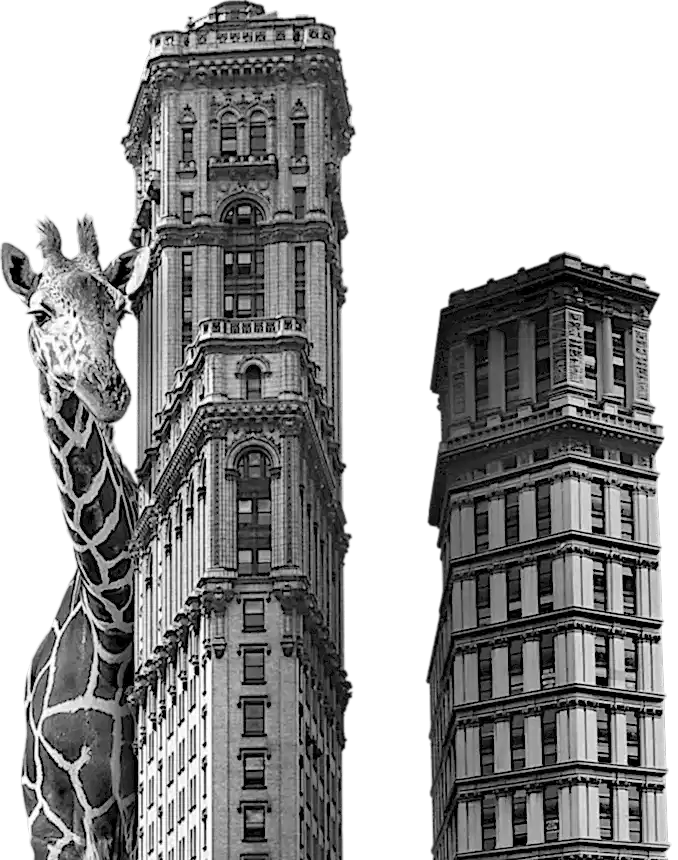 Girafe